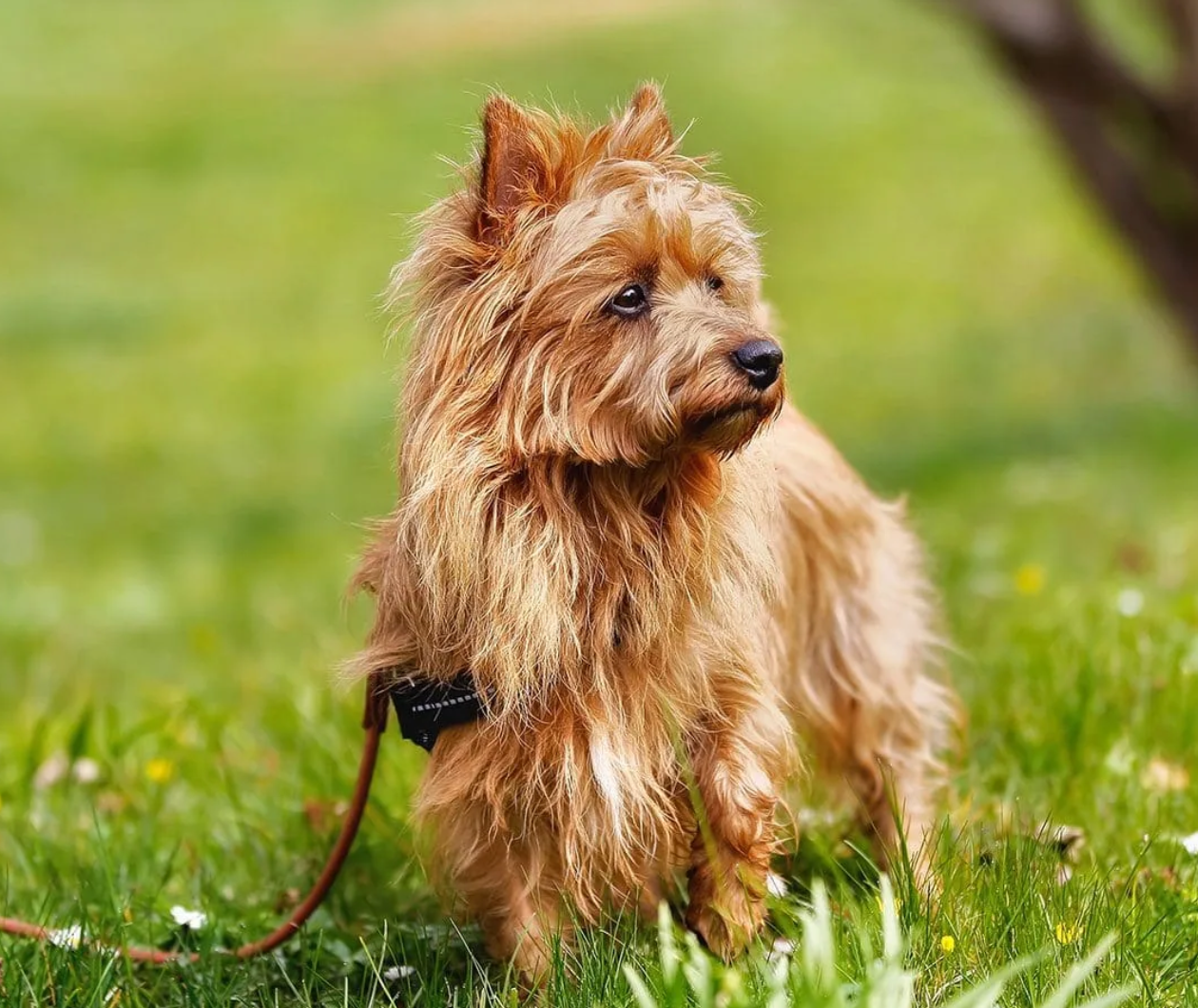 Australian Terrier